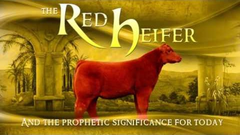 The Sacrifice Of A Red Heifer
